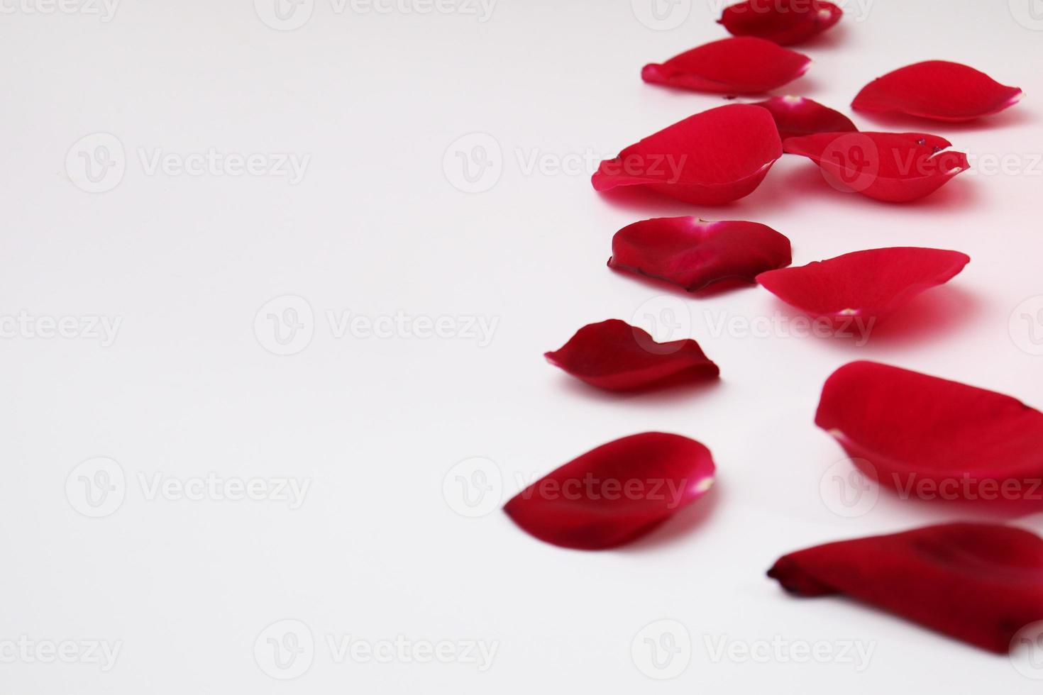 rood gekleurd rozenblaadje zit vast foto
