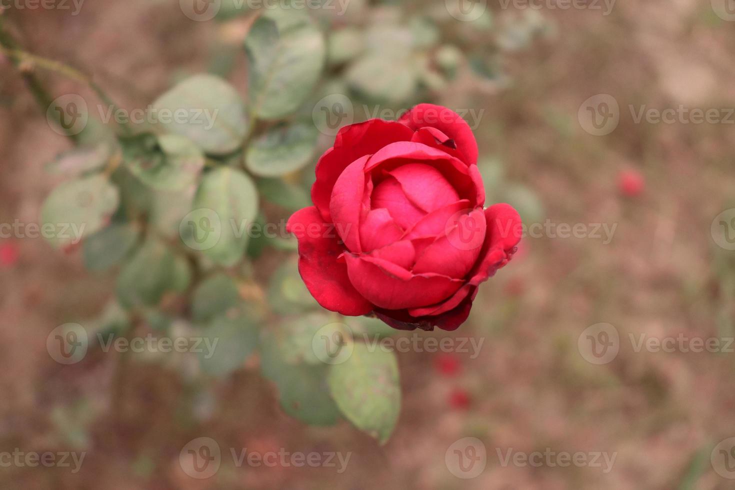 rood gekleurde roos close-up op boom foto