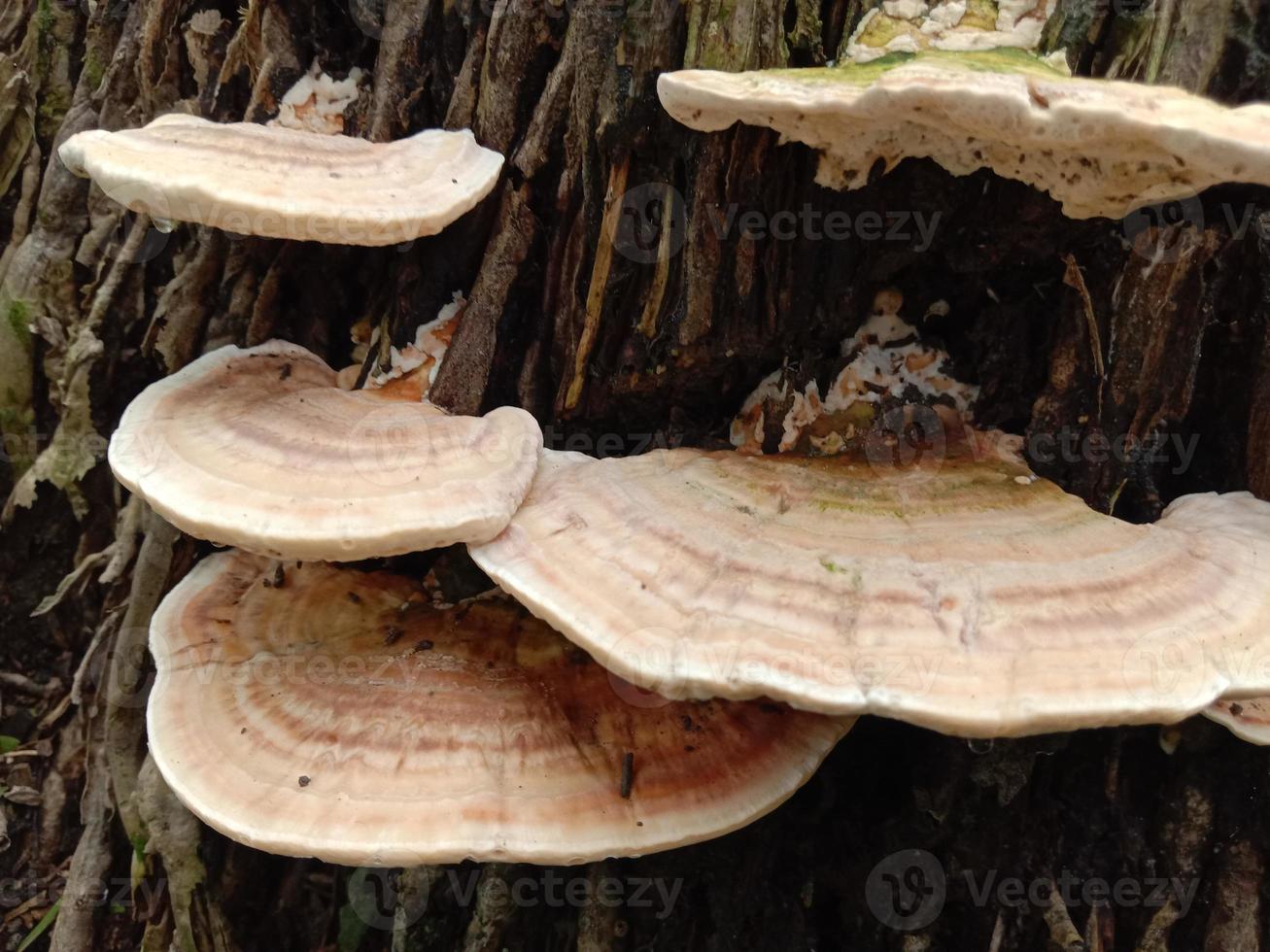 natuurlijke mooie fomitopsidaceae voorraadweergave foto