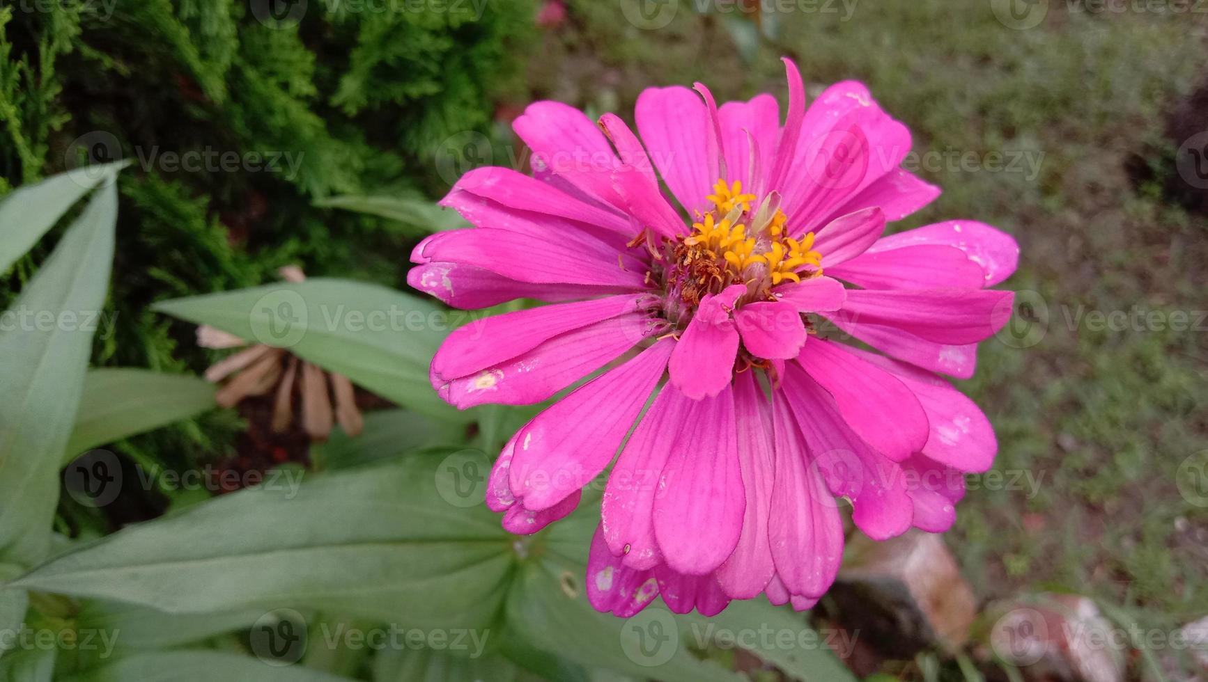 roze kleur bloem met groene boom foto