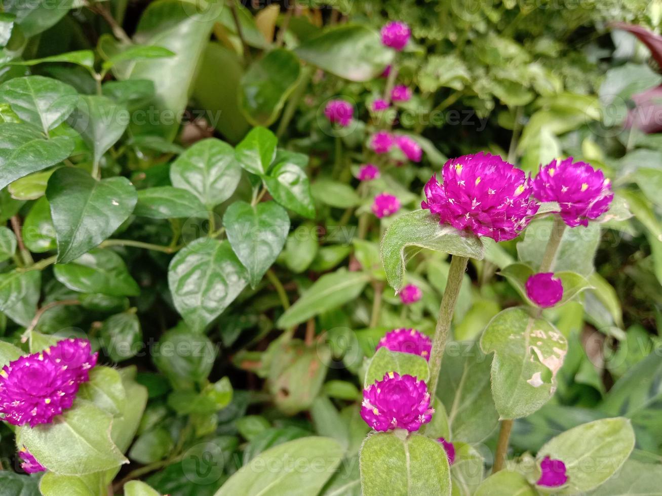 roze kleur bloem met groene boom foto