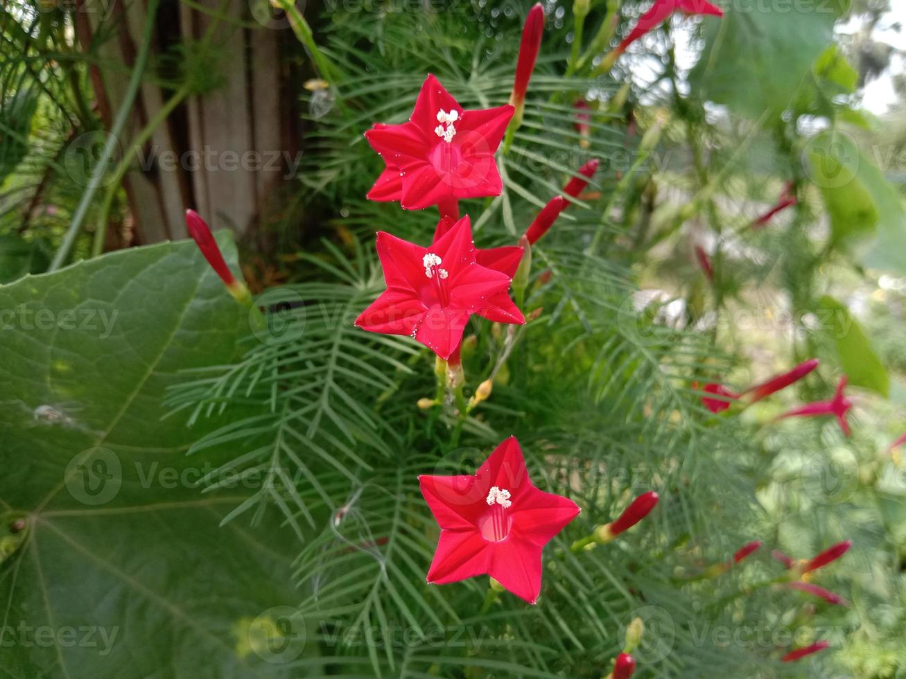 rode kleur bloem met groene boom foto
