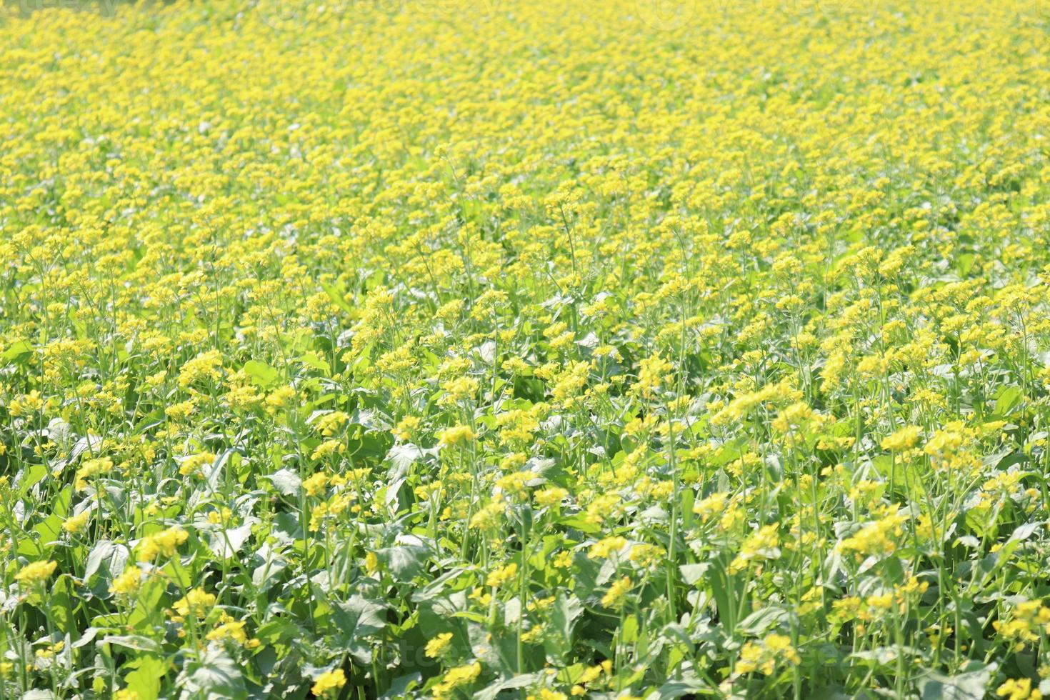 geel gekleurde mosterdbloem stevig foto