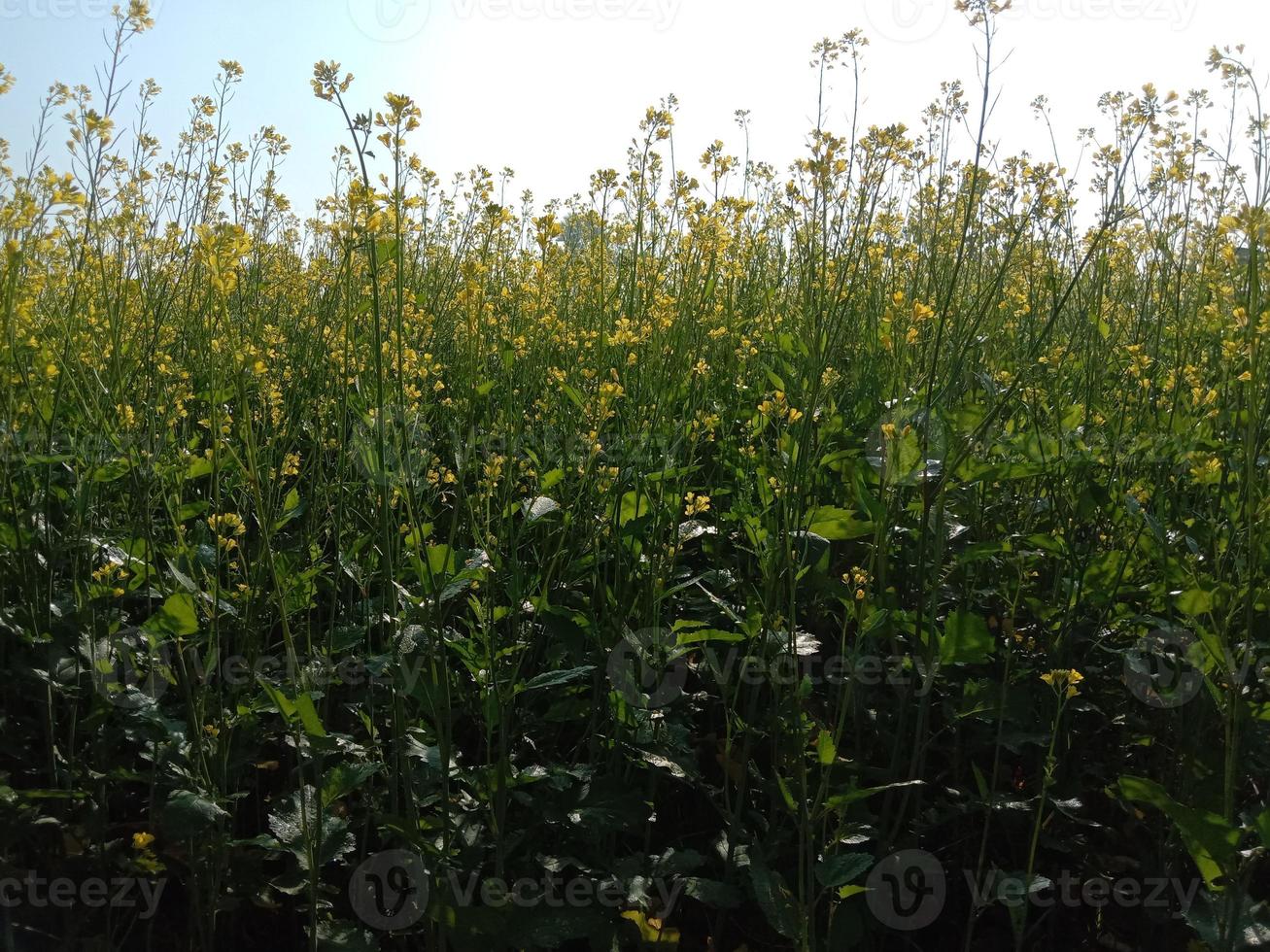 geel gekleurde mosterdbloem stevig foto