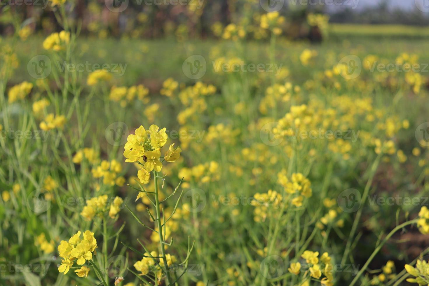 geel gekleurde mosterdbloem stevig foto