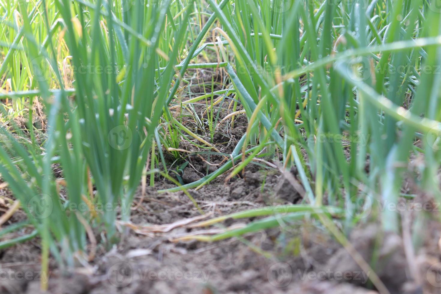 groen gekleurde uienoogst op stevig foto