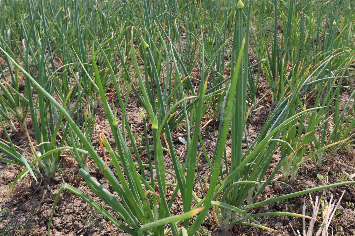 groen gekleurde uienoogst op stevig foto