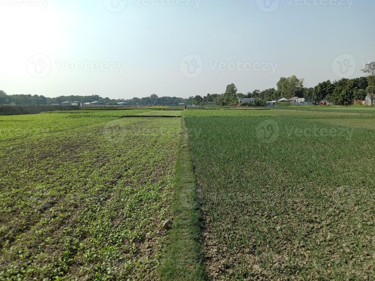 groen gekleurde uienoogst op stevig foto