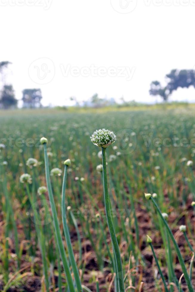 wit gekleurde ui bloem op stevig foto