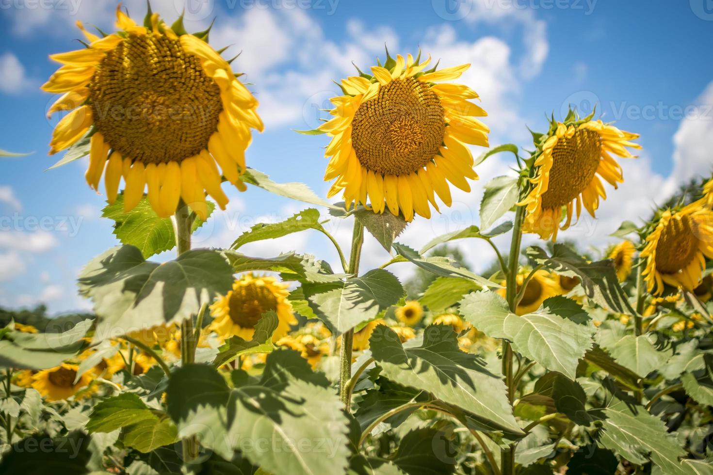 famland gevuld met zonnebloemen op zonnige dag foto