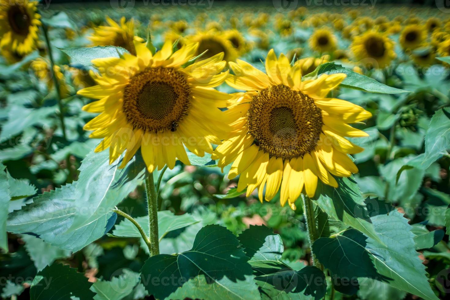 famland gevuld met zonnebloemen op zonnige dag foto