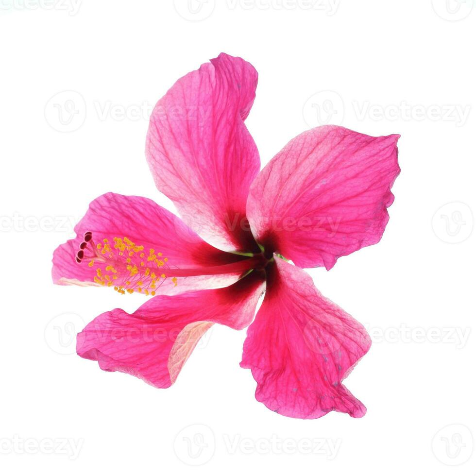 roze hibiscus geïsoleerd Aan wit achtergrond foto