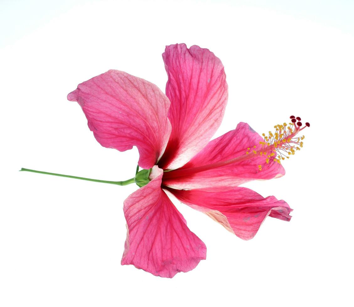 roze hibiscus geïsoleerd Aan wit achtergrond foto