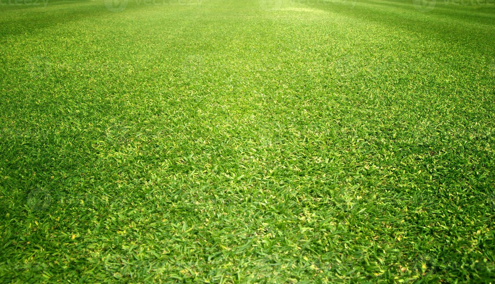gras veld- groen gras achtergrond foto