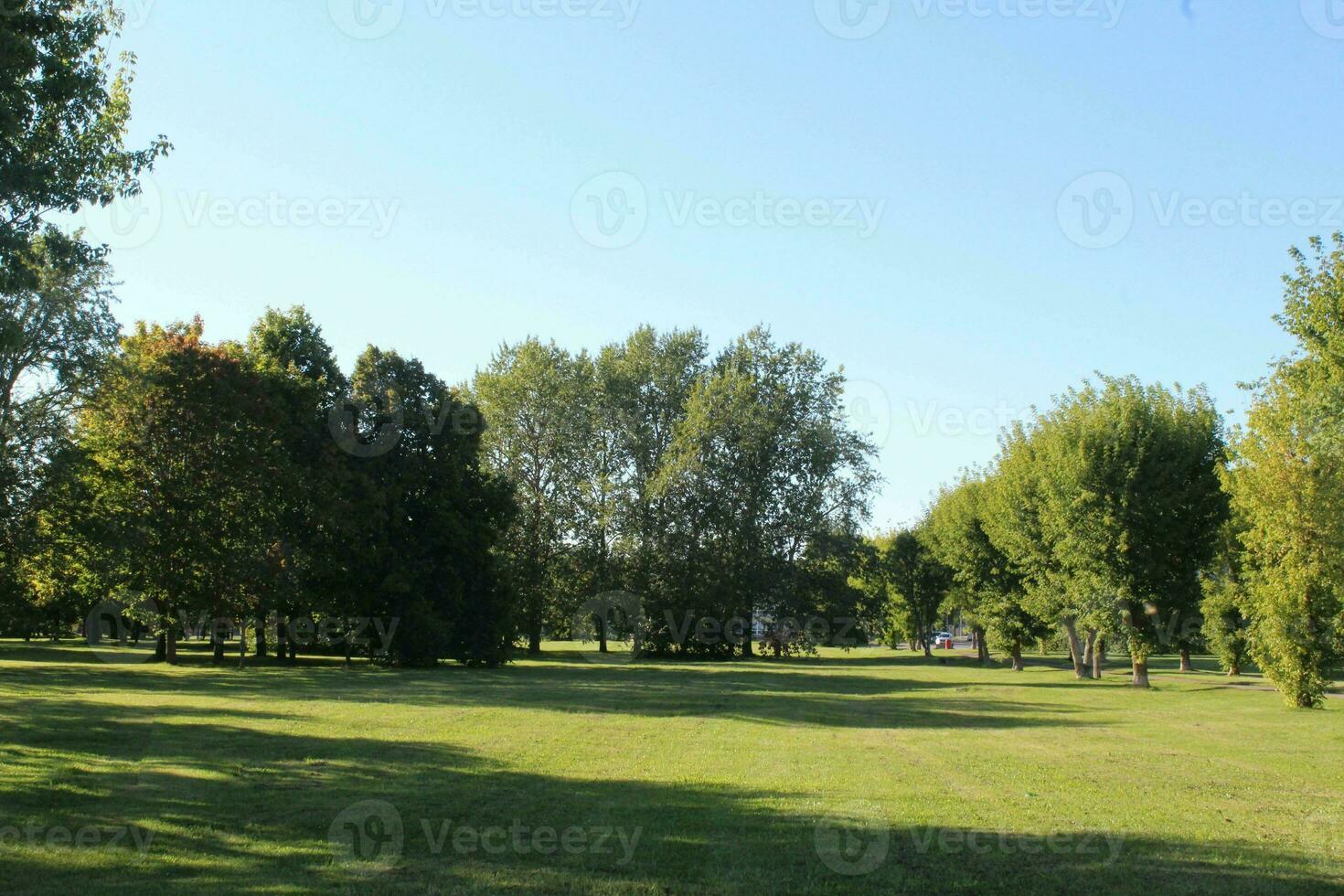 achtergrond structuur van vers groen gazon van een lokaal openbaar park met mooi bomen in de zacht ochtend- zonlicht. foto
