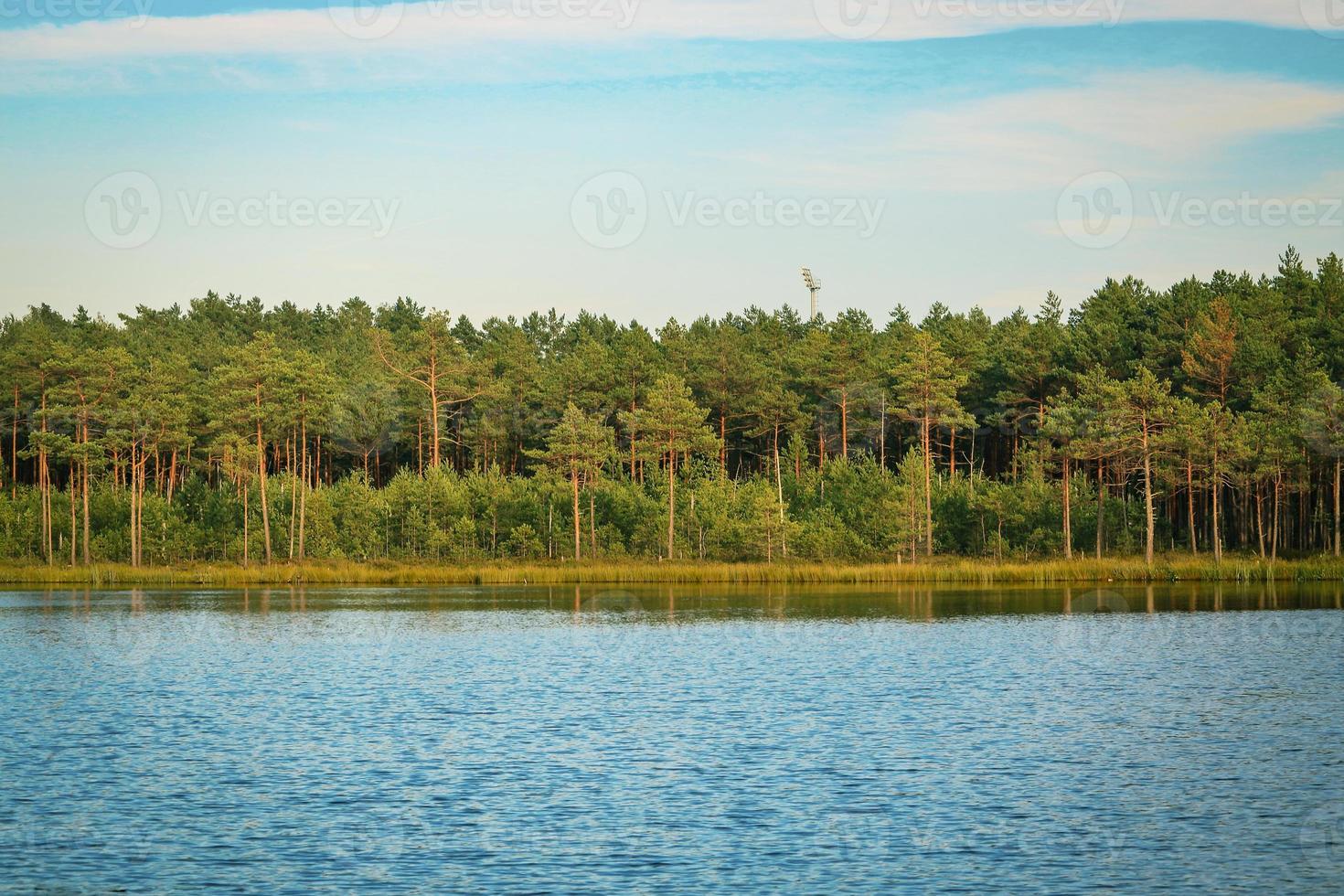 bos groeit langs de oever van het meer met gegolfd water in geel licht foto