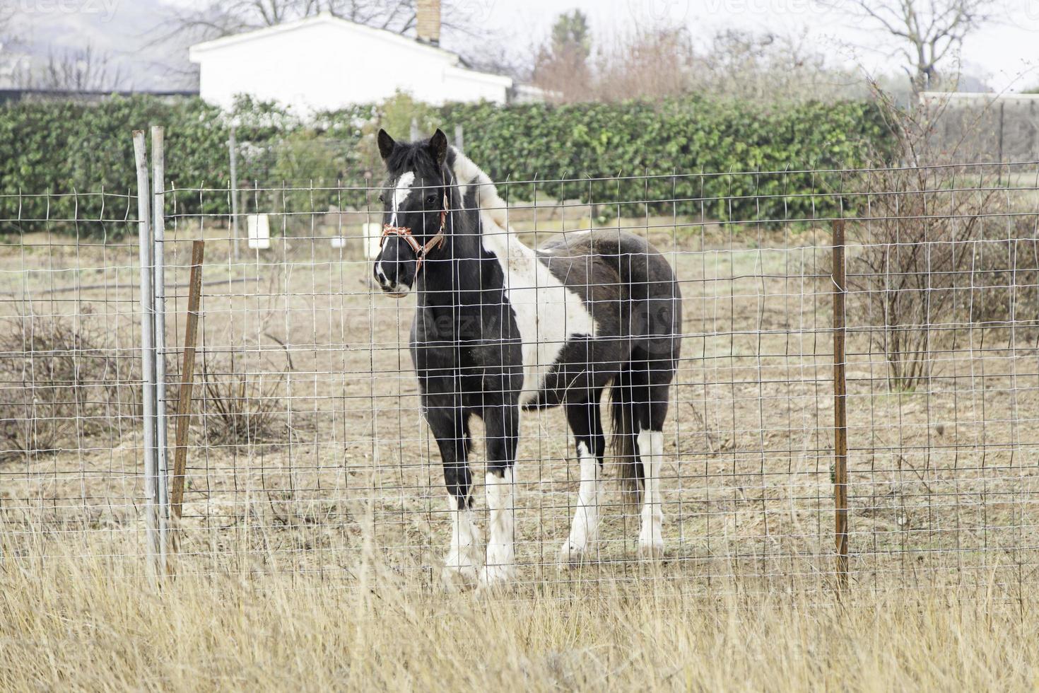 wild paard op een boerderij foto