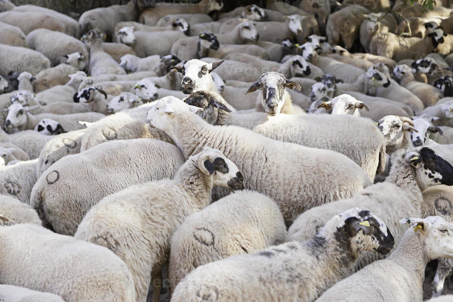 kudde schapen op de boerderij foto