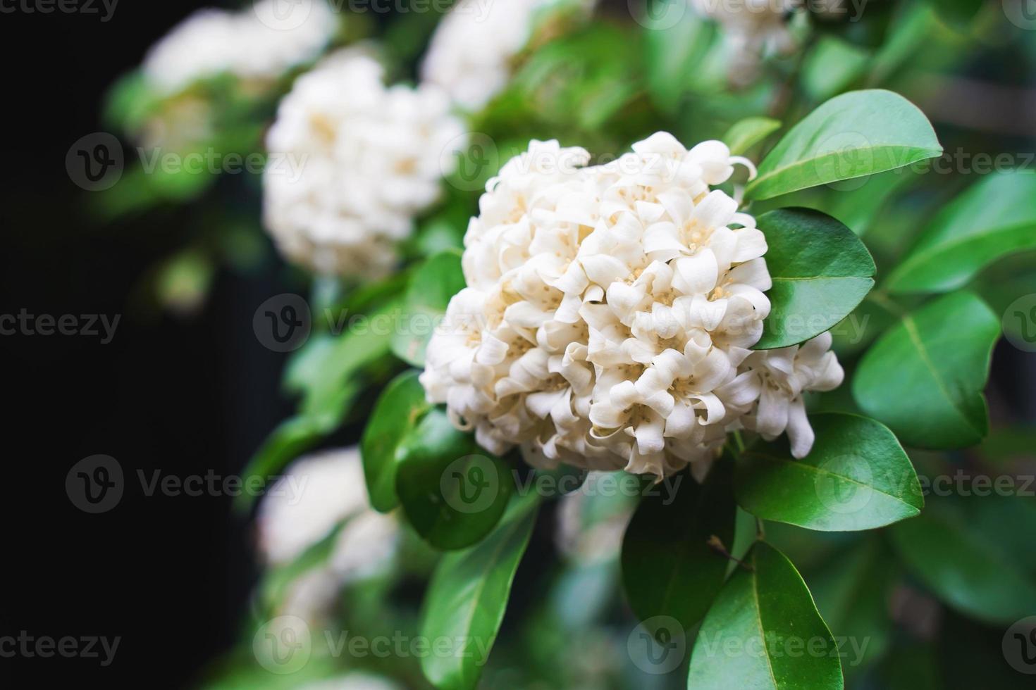 witoranje jasmijnbloem met groene bladeren die op boom in de tuin bloeien. thaise sinaasappel jasmijn, andaman satijnhout, cosmetische schorsboom foto