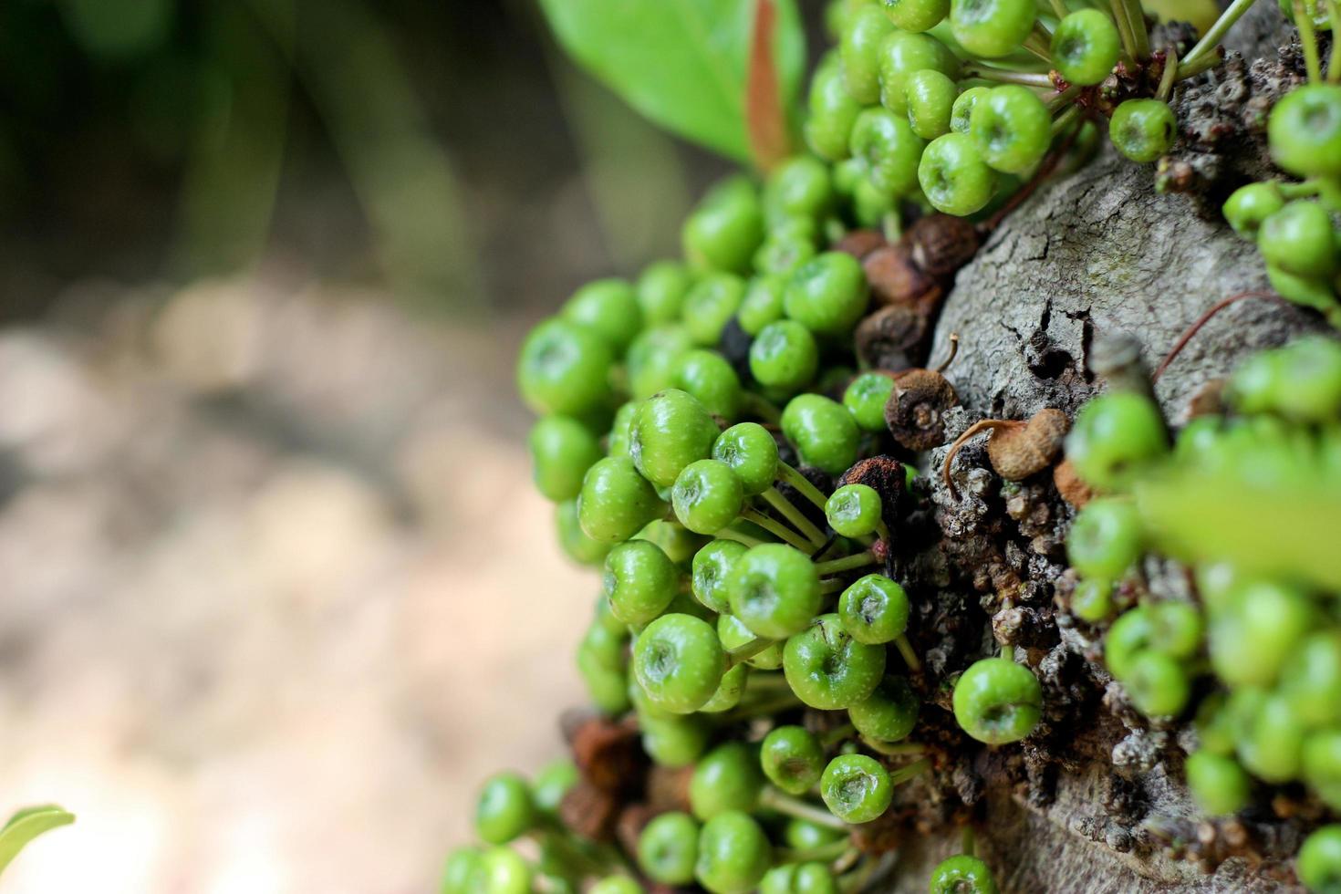 groen vijgenfruit op boom in Thailand foto