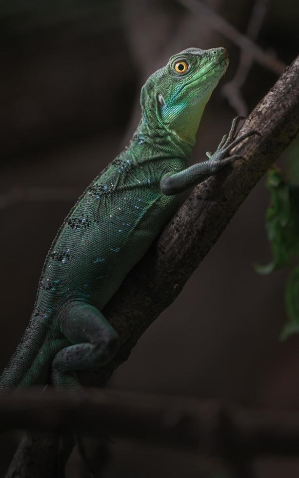 gepluimde basilisk op tak foto