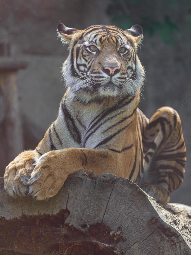 portret van Sumatraanse tijger foto