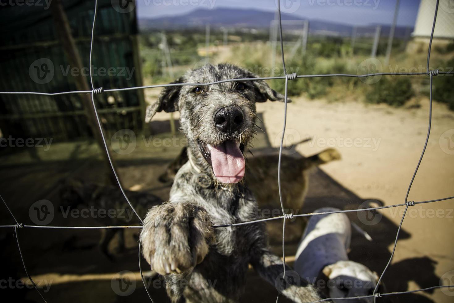 verlaten en gekooide honden foto