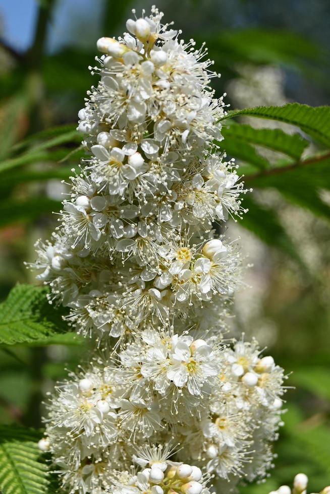 bloeiwijze van kleine witte bloemen van sierlijsterbes foto