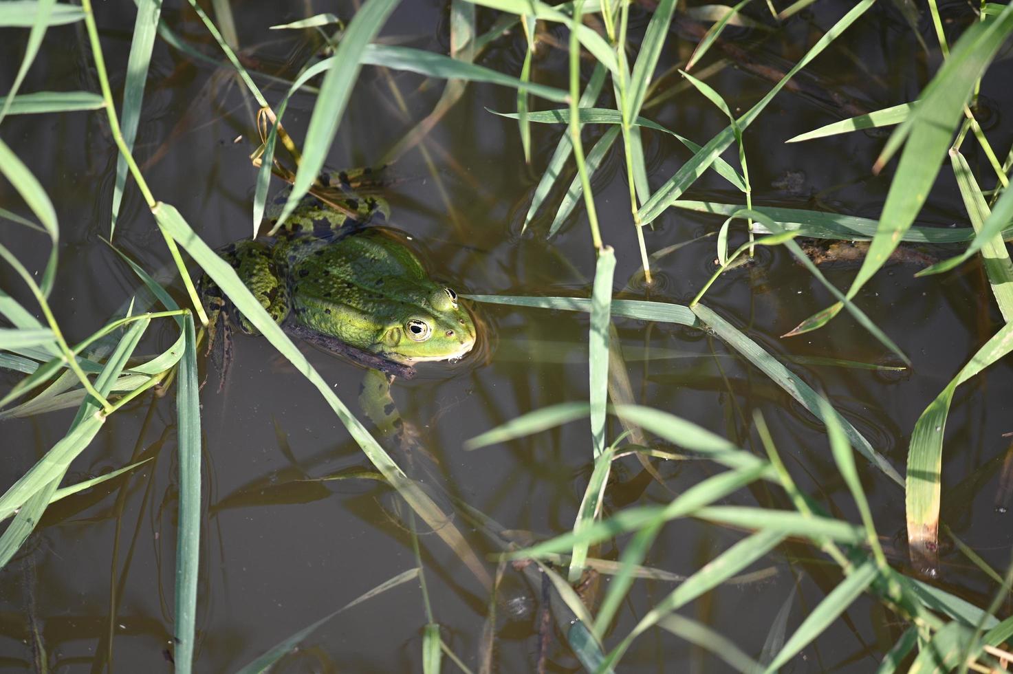 groene kikker tussen groene grassen foto