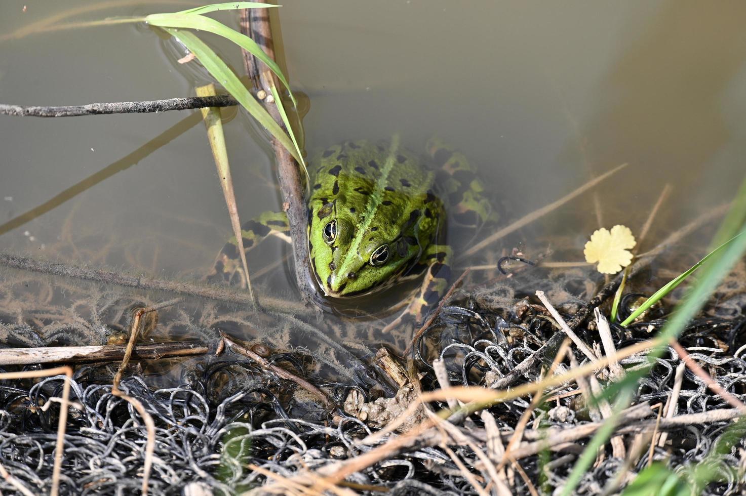 groene gestippelde kikker aan de oever van de vijver foto