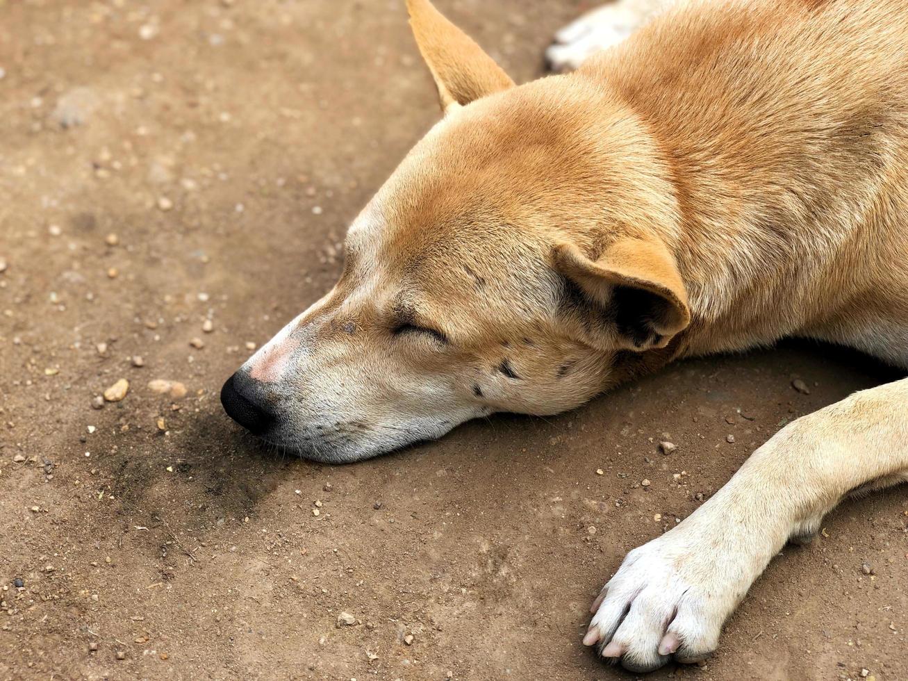 een schattige bruine hond die op de vuile grond slaapt foto