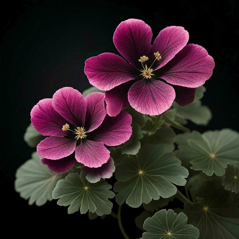 een mooi geranium bloem Aan zwart achtergrond, top visie, ai generatief foto