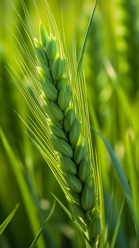 groen gerst piek detailopname, groen tarwe, vol korrel, dichtbij omhoog van een oor van onrijp tarwe, ai generatief foto