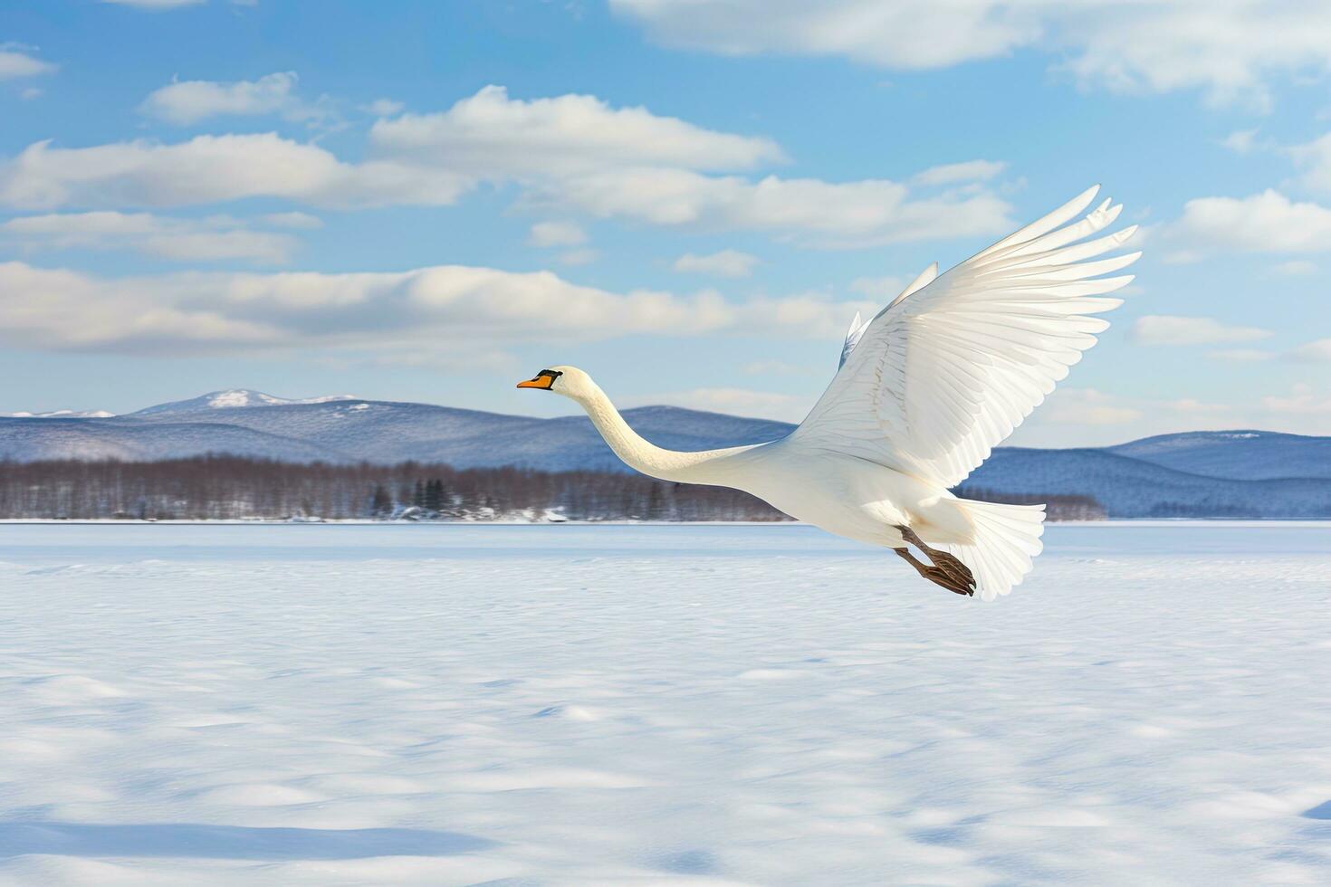 hoer zwaan bochten Aan de water lood naar sneeuw zwaan te midden van sterk wind blazen sneeuw meer kussharo, hokkaido foto