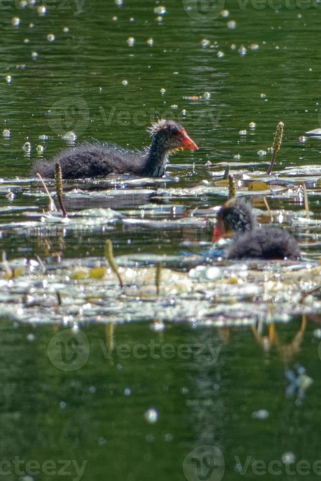 Euraziatische meerkoet is een lid van de spoor- en crakevogelfamilie. foto