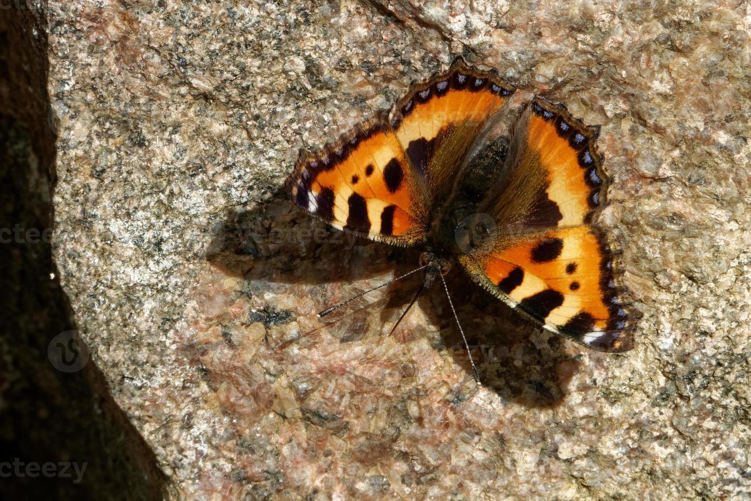 de kleine schildpad is een kleurrijke Euraziatische vlinder in de familie nymphalidae. foto