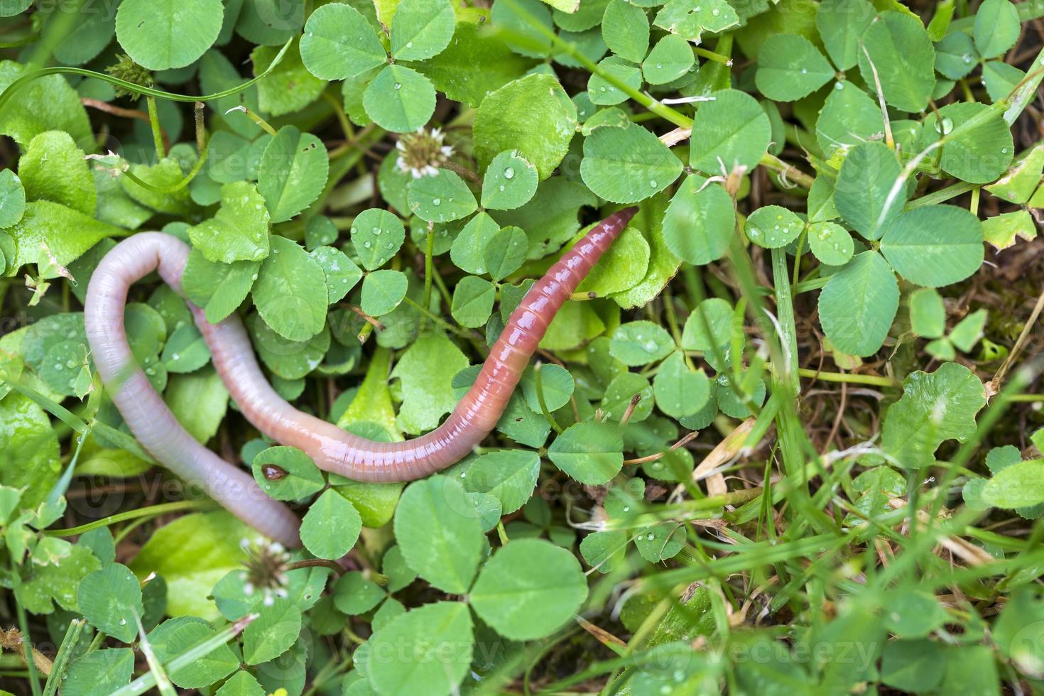 nuttige regenworm in de natuur foto