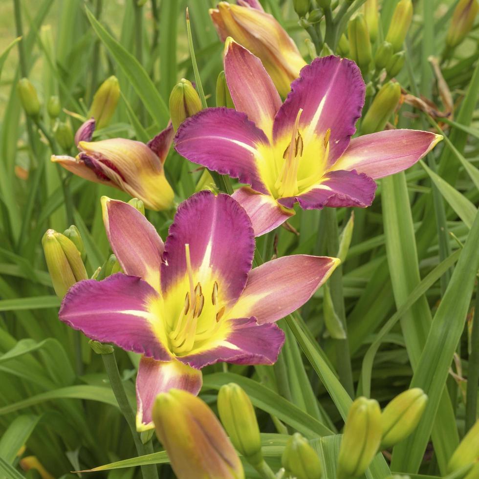 twee roze en gele daglelie bloemen en knoppen foto