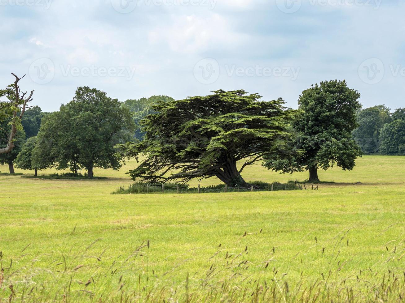 bomen in een Engels plattelandspark in de zomer foto