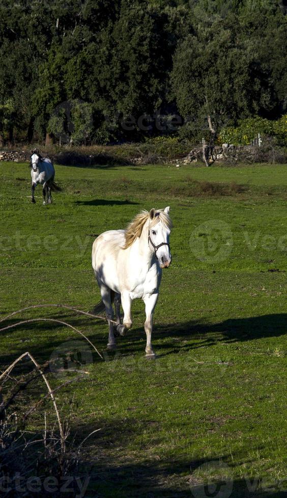 paard in het herfstveld foto