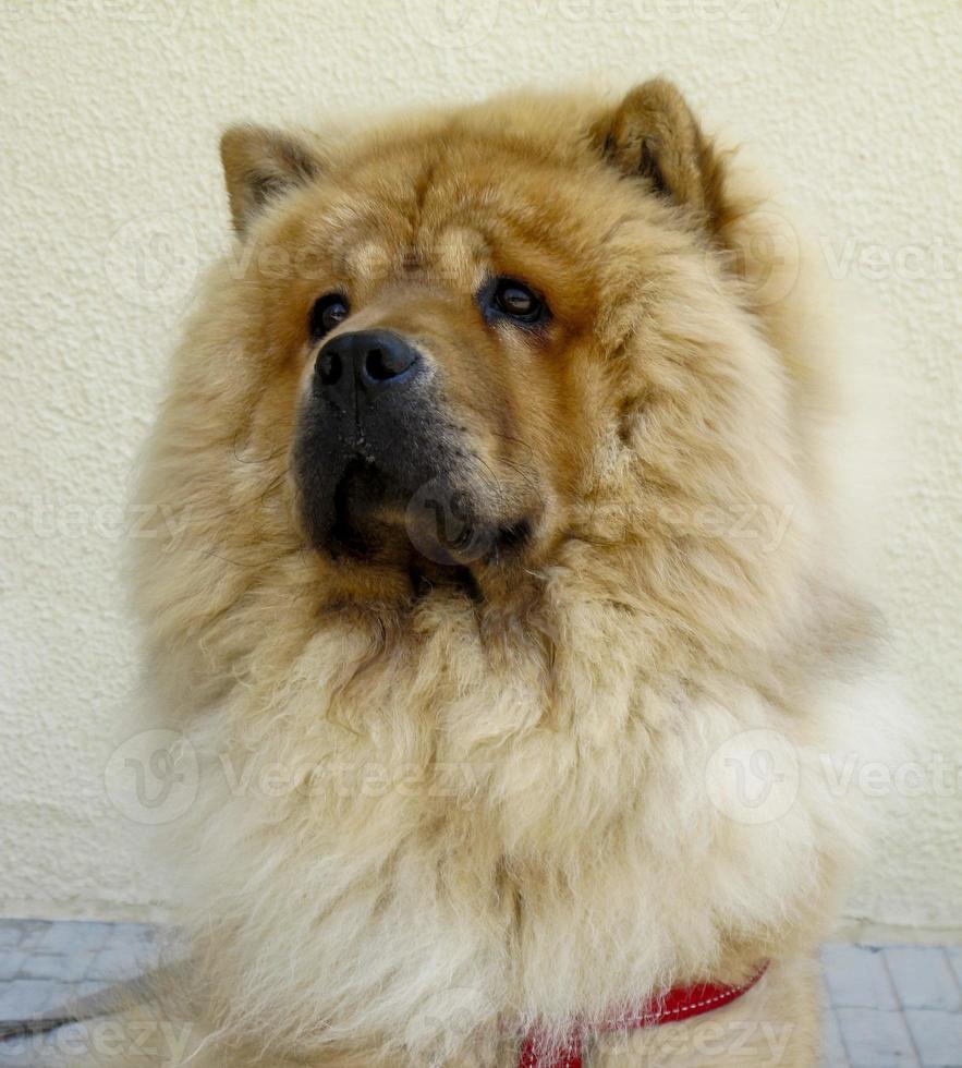 een chow chow-hond, met lang blond haar in valencia, spanje foto