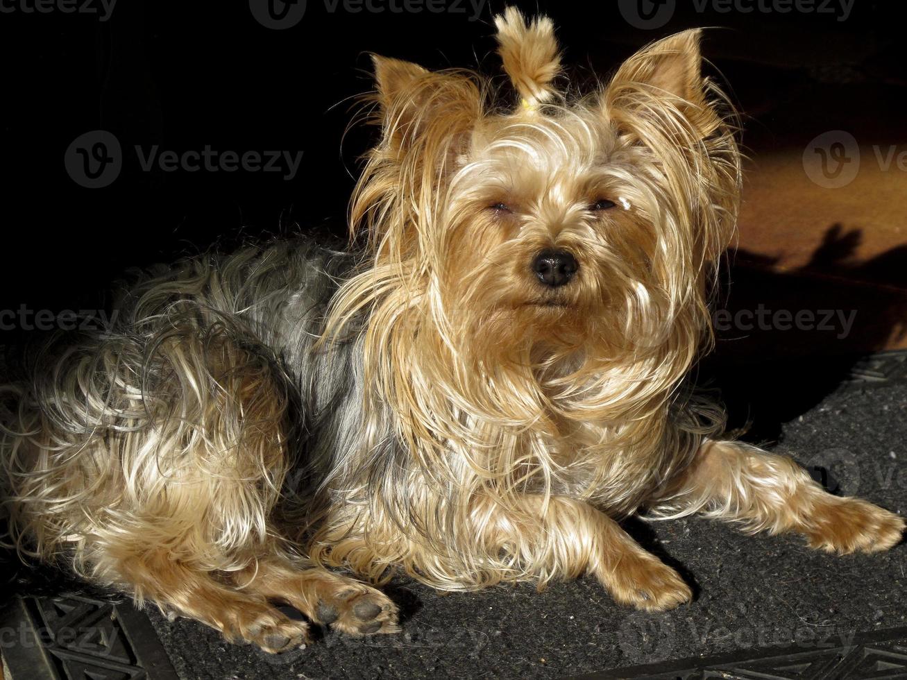 een yorkshire-hond, met lang, blond en zwart haar, geïntimideerd door de zon. foto