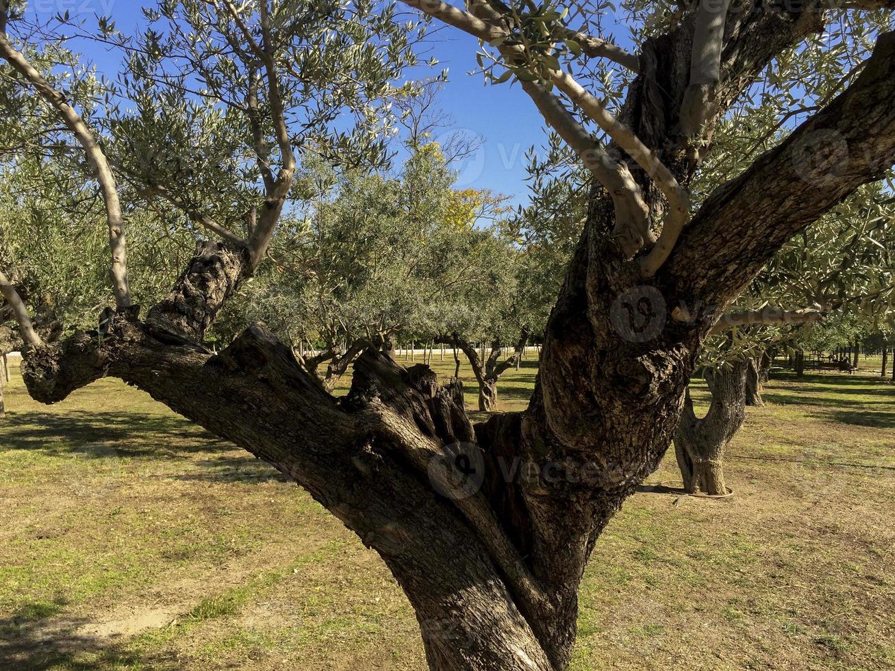 olijfbomen in het casa de campo park in madrid, spanje foto