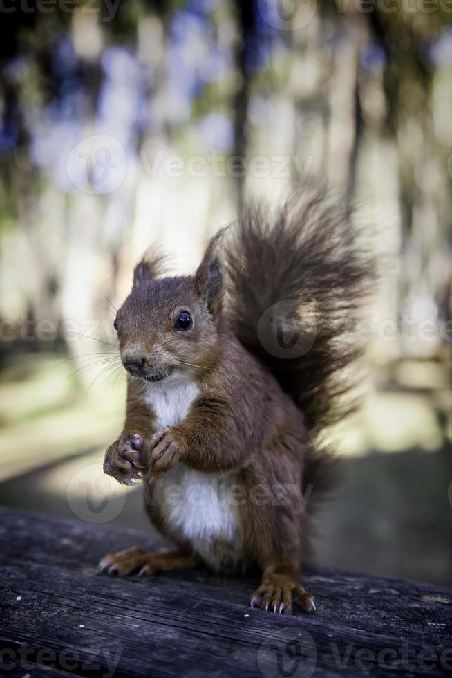 een eekhoorn een beetje voeren foto