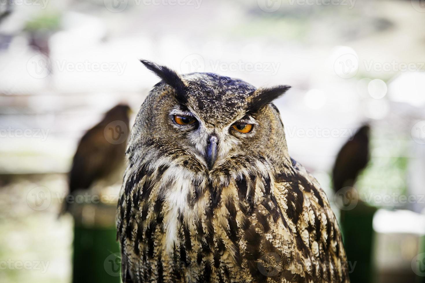 koninklijke uil in een weergave van roofvogels, kracht en grootte foto