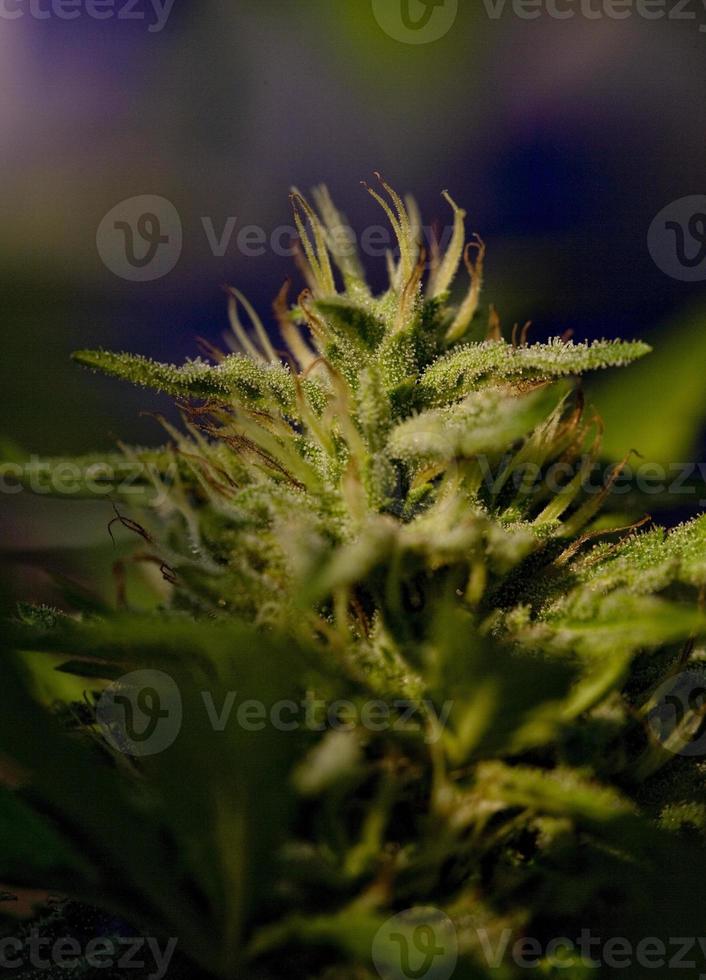 cannabisteelt op een terras in madrid foto