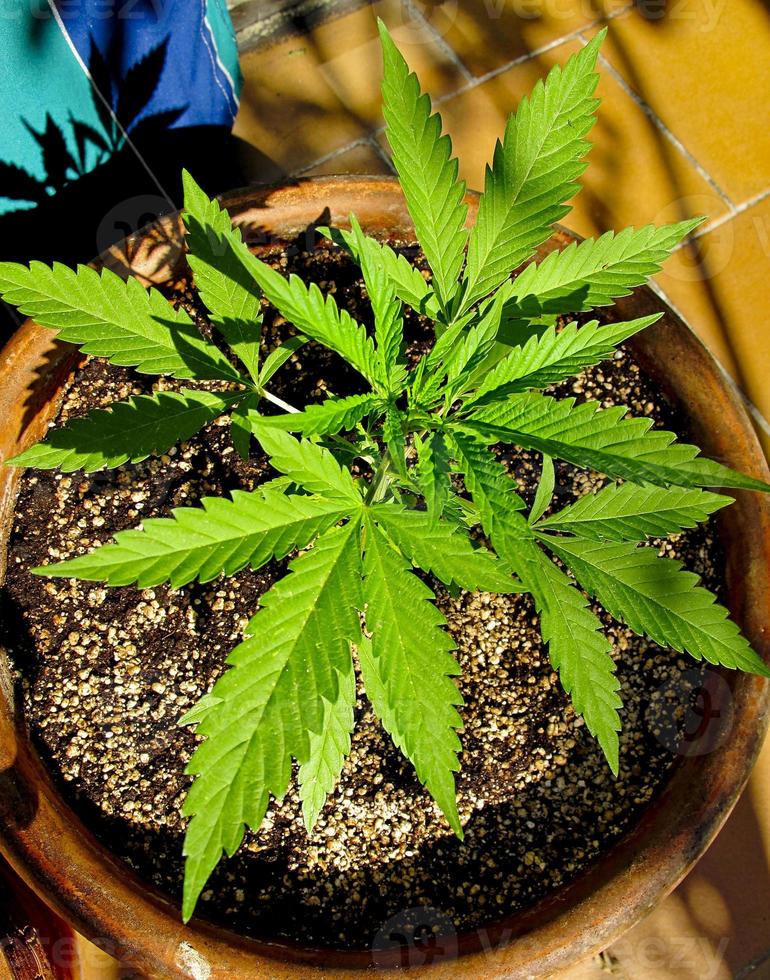 cannabisteelt op een terras in madrid foto