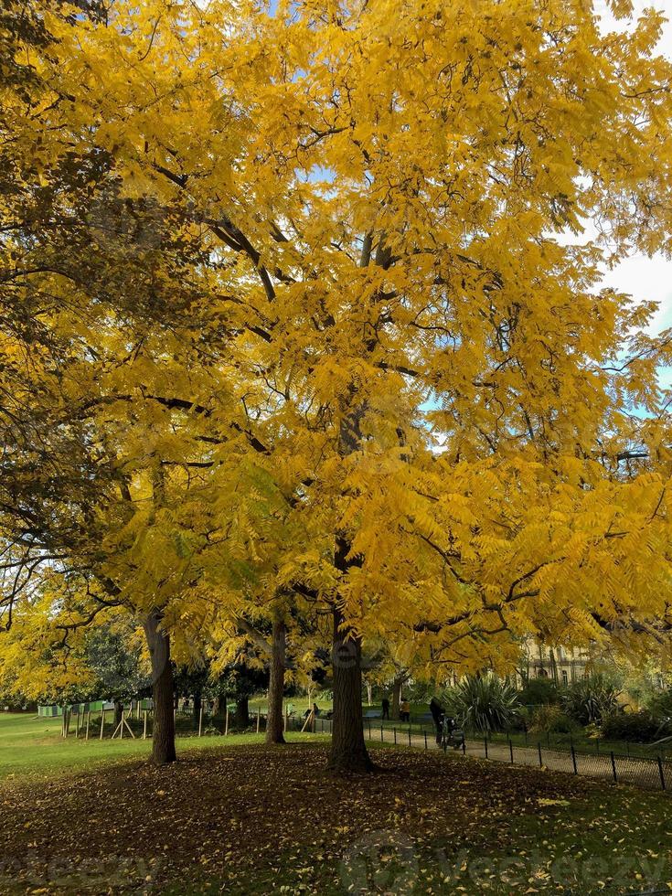 bomen in de kleuren van de herfst foto