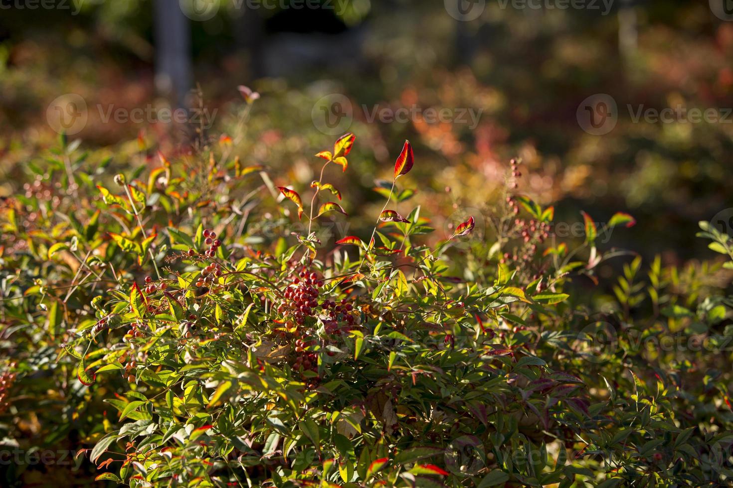 vegetatie in de herfst foto