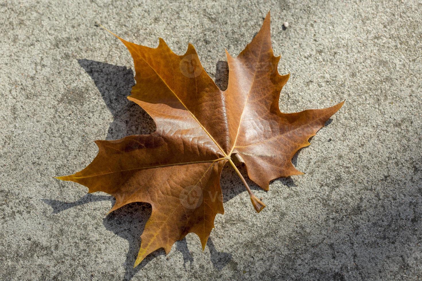 herfstbladeren op de grond foto